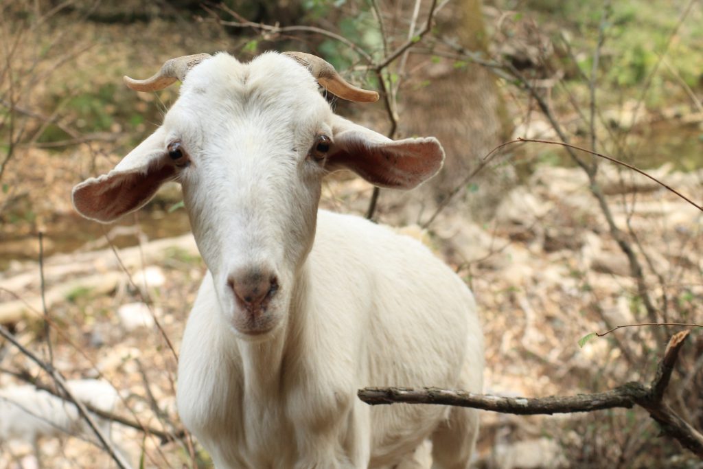 Los piensos animales que no suponen un riesgo para la salud de las personas