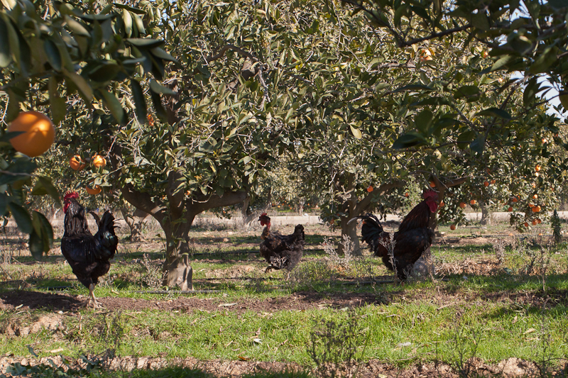 Acuerdo sobre el texto del nuevo Reglamento de Producción Ecológica