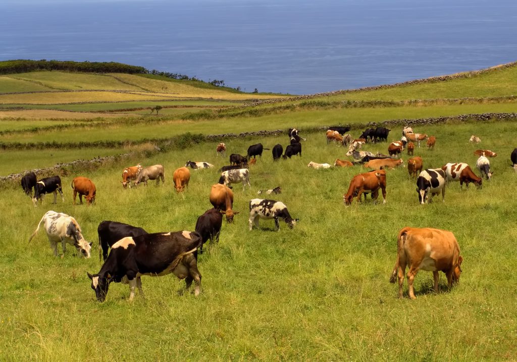 Las organizaciones líderes del sector ecológico europeo se reúnen en España