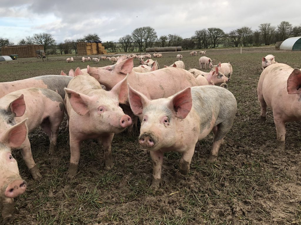 Buscando una alimentación animal 100% ecológica y local