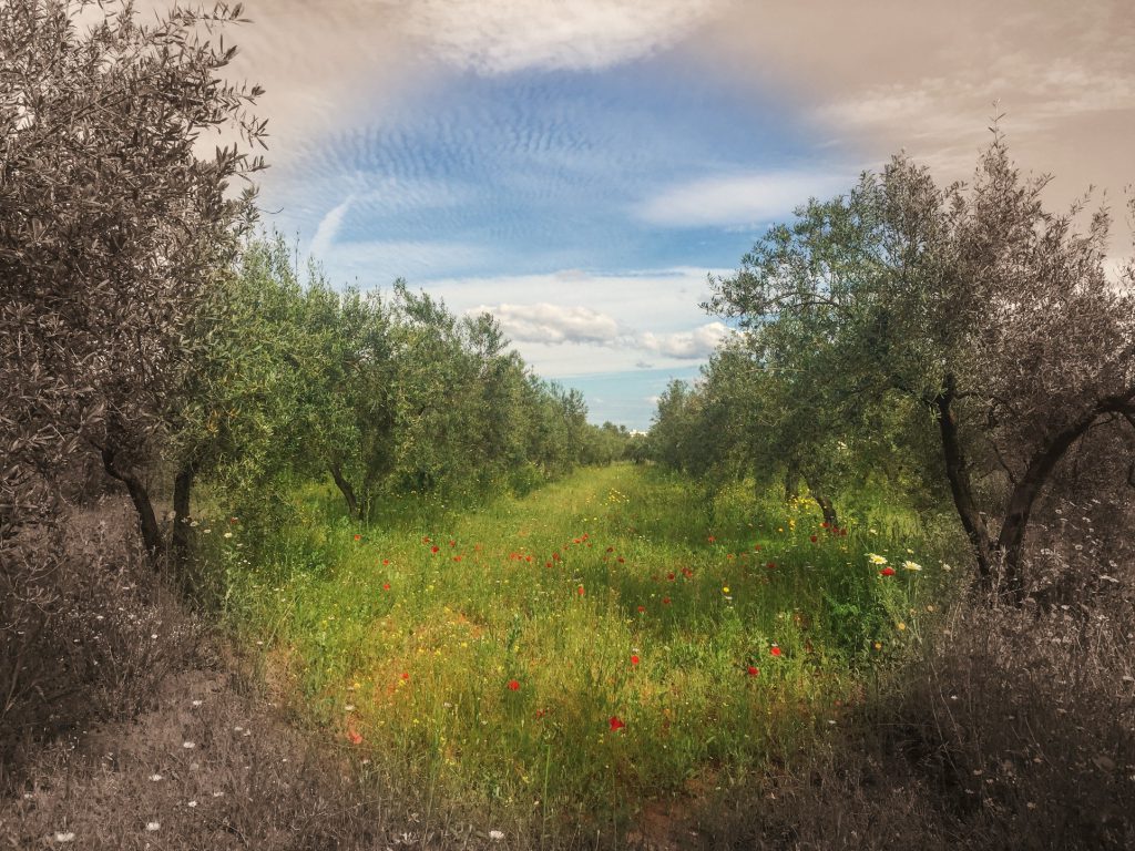 Avance del estudio sobre producción ecológica y cambio climático