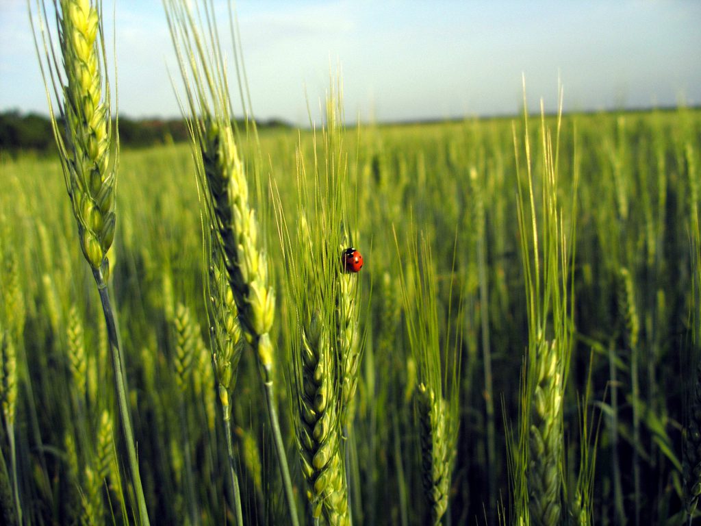 La versión final de la base del nuevo Reglamento Ecológico es aprobada por el Consejo Europeo