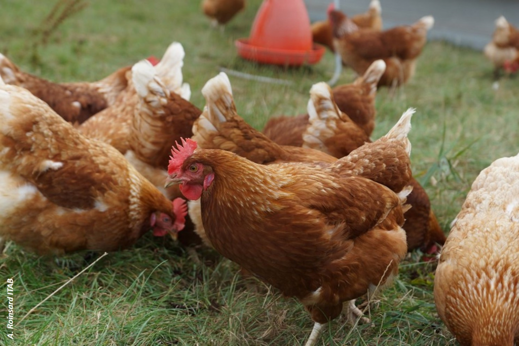 La plataforma Organic Farm Knowledge publica un nuevo artículo sobre su funcionamiento