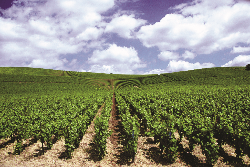 Castilla – La Mancha aprueba la prórroga de las ayudas agroambientales