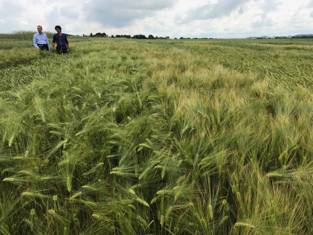 Cómo implementar el reglamento de producción ecológica para aumentar la producción y el uso de semillas ecológicas
