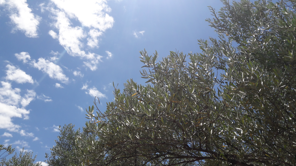 Ecovalia destaca la contribución del olivar ecológico andaluz en la lucha contra el cambio climático