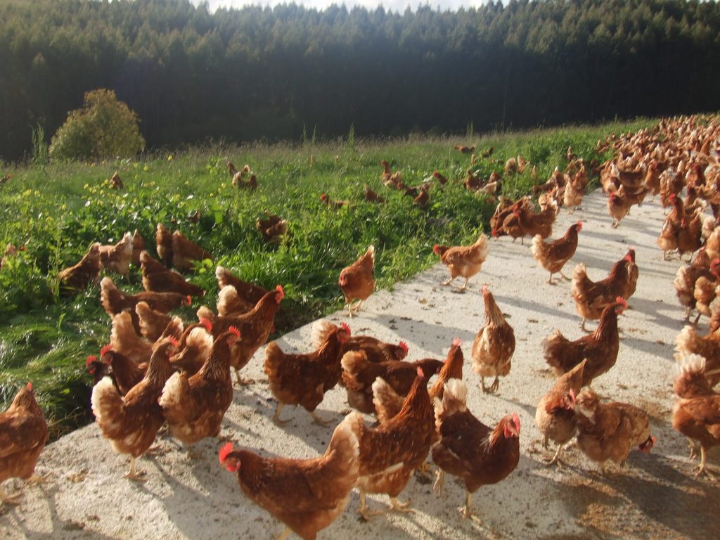 El proyecto Best Practice Hens lanza una encuesta para ayudar a la transición a sistemas sin jaula