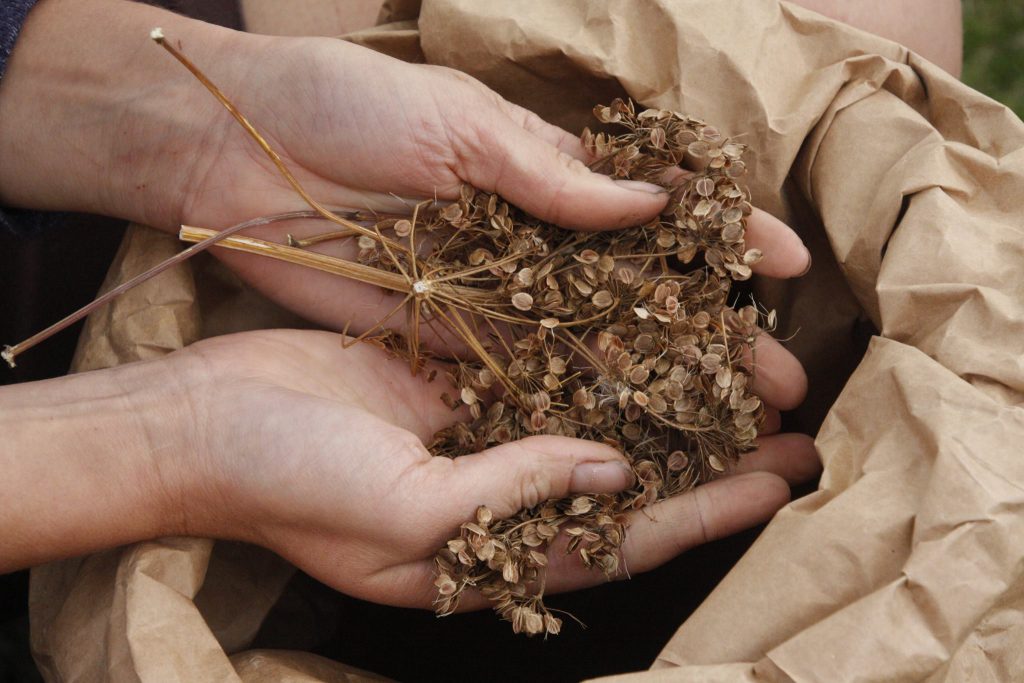 Las semillas ecológicas, el futuro de la producción ecológica