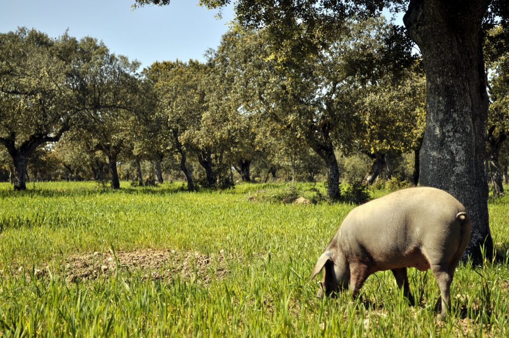 Ecovalia defiende la necesidad de apostar por la Economía Circular