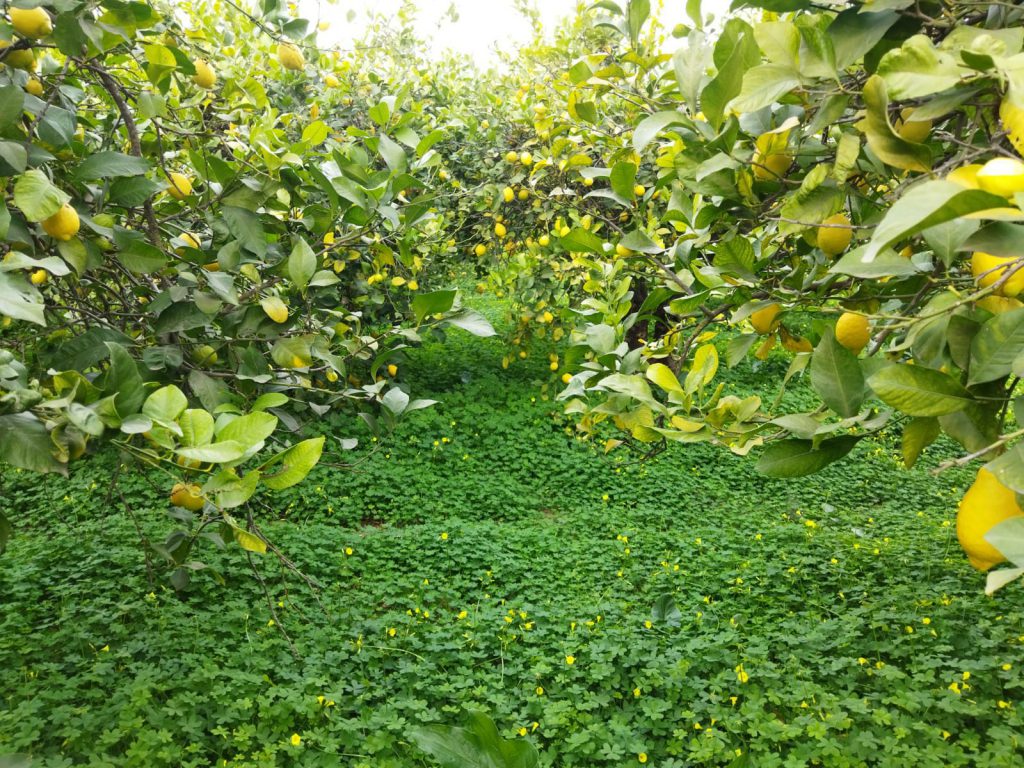 Ecovalia te invita a una jornada sobre fruticultura del proyecto BIOFRUITNET