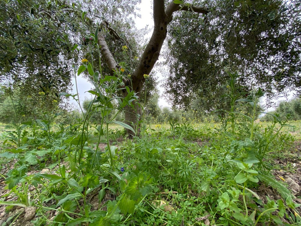 El proyecto RELACs publica los principales resultados de la encuesta sobre el uso de fungicidas a base de cobre en la agricultura ecológica