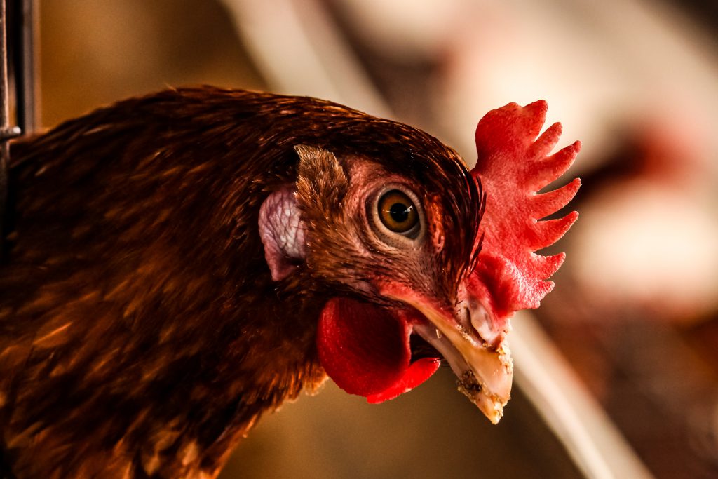 Buenas prácticas para garantizar el bienestar de las gallinas ponedoras de huevo