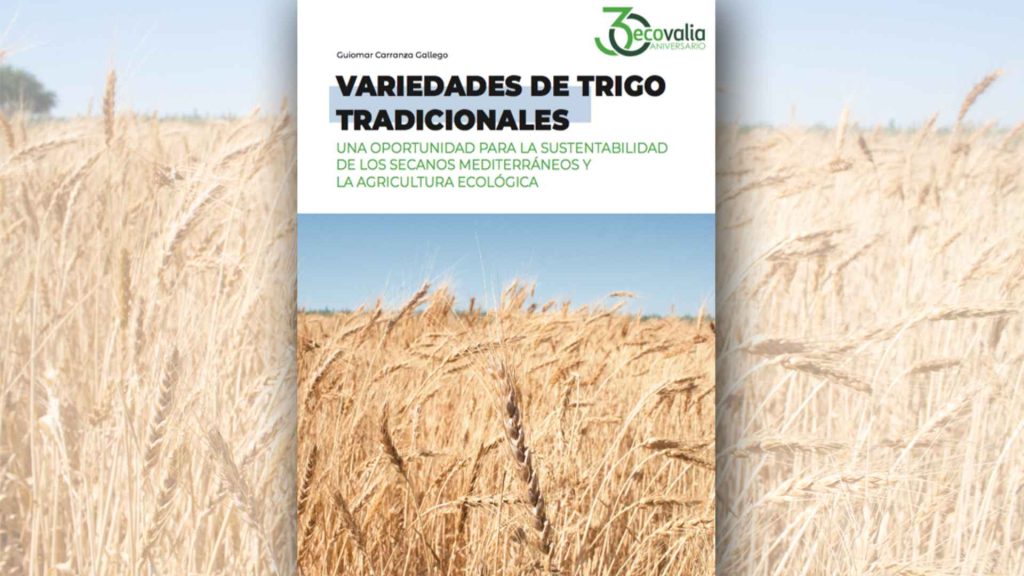 informe-variedades-de -trigo-tradicionales-ecovalia