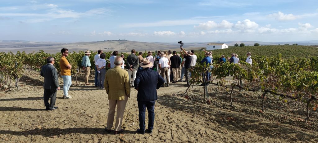 El proyecto INVITEC muestra a los medios de comunicación sus avances en el cultivo ecológico del Pedro Ximénez  