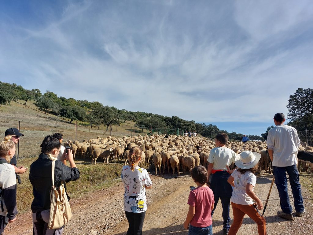 El proyecto Bionnomía celebra con más de 100 personas la vuelta del rebaño de ovejas a la dehesa San Francisco