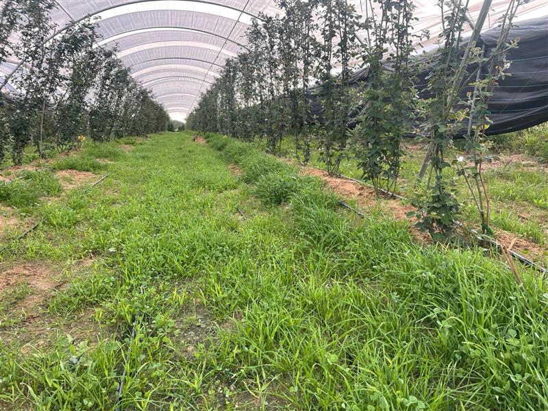BIOTERRABOT avanza en la eliminación de plásticos agrícolas mediante cubiertas vegetales y robótica en cultivos ecológicos de frutos rojos
