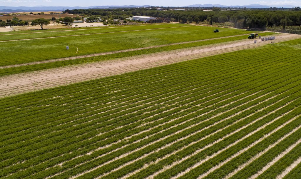La agricultura ecológica será pieza clave en la nueva agenda agrícola europea