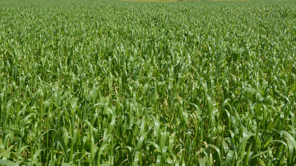 El GO BIO C demuestra que las variedades tradicionales de cereal son clave para una agricultura más sostenible y biodiversa 
