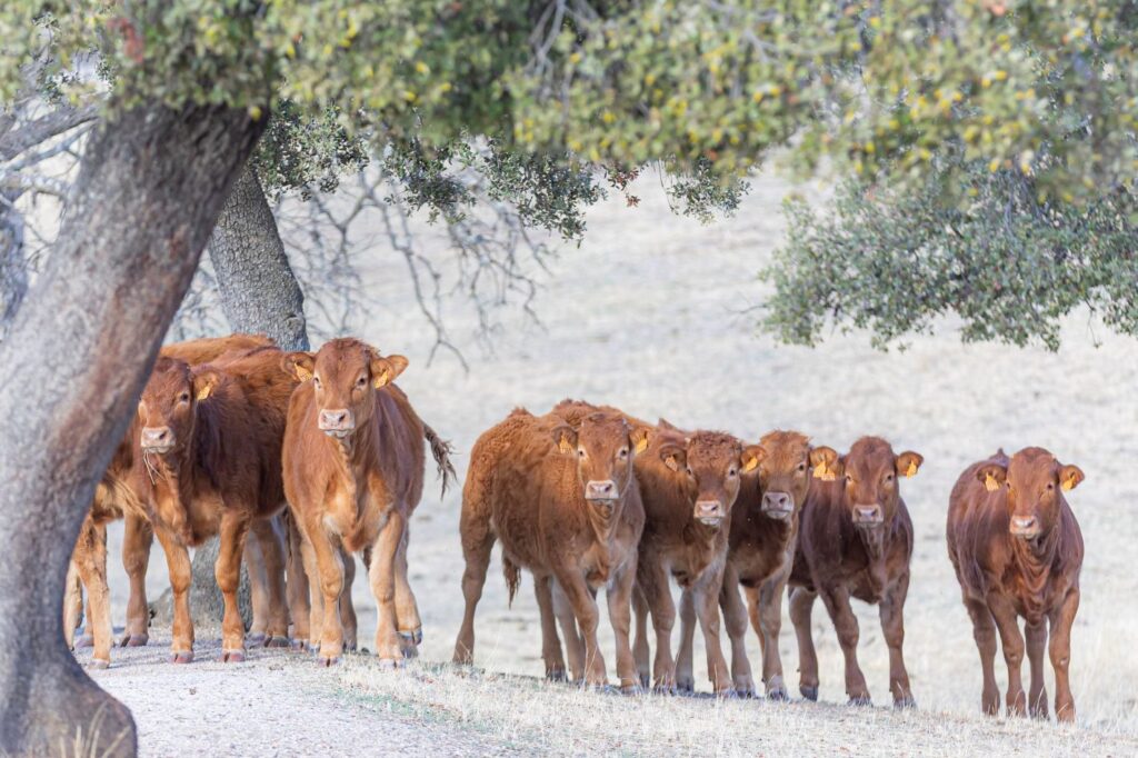 El campo ecológico presume de triple impacto: económico, social y ambiental