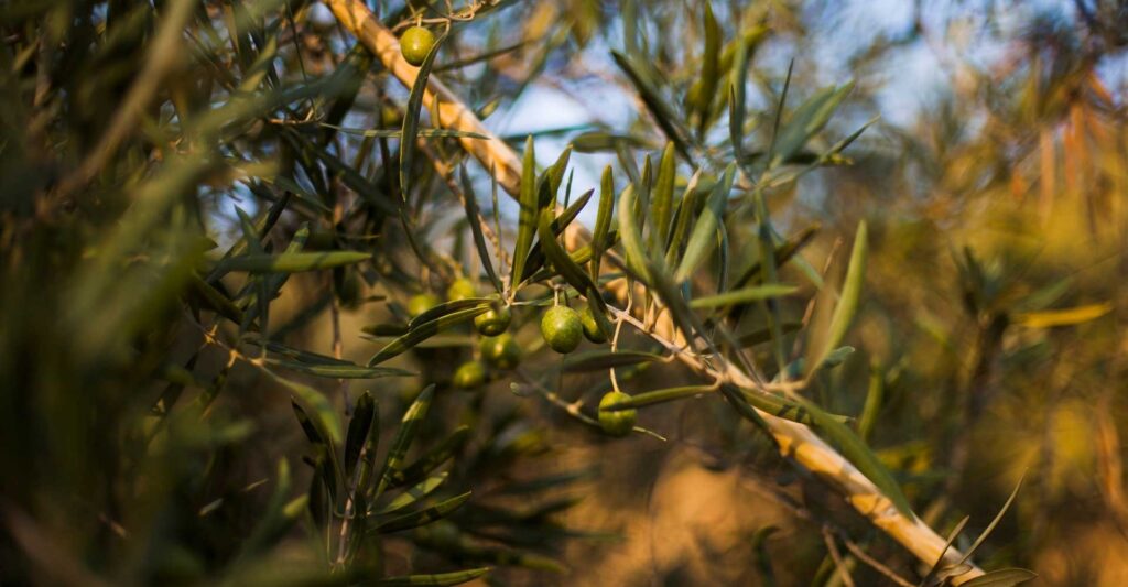 El Olivar Español como aliado climático: GO Olive Carbon Balance