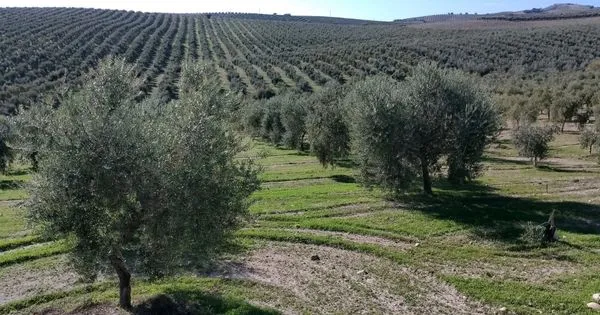 Olive Carbon Balance
