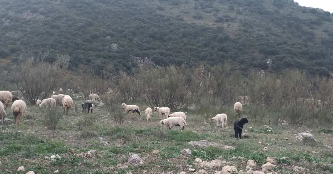 Animales en la Finca Agroecológica Maraver
