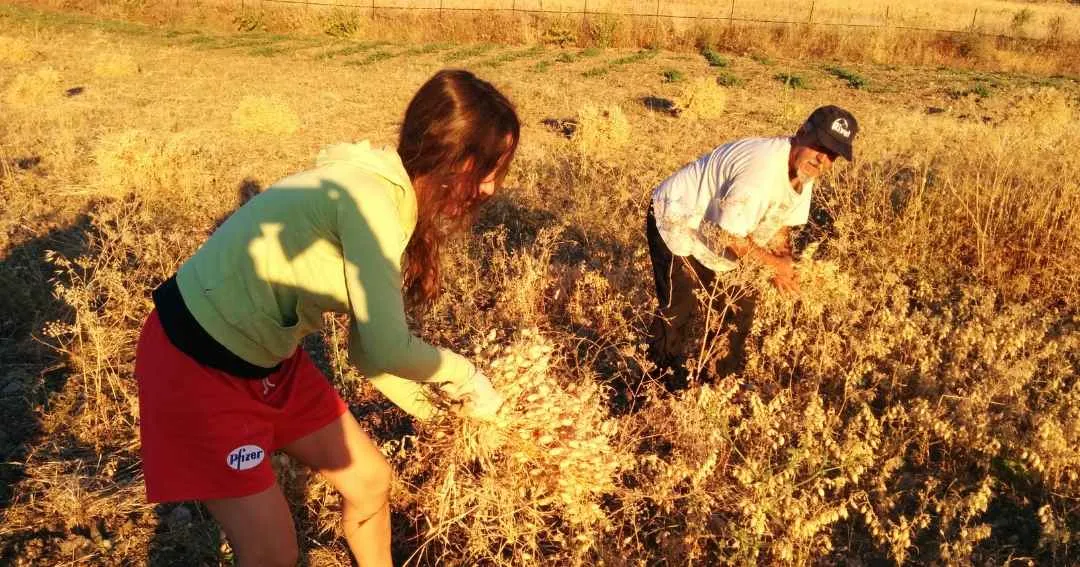 Ganado en pastoreo extensivo en la finca